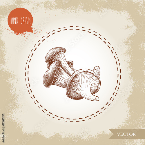 Hand drawn sketch style oyster mushrooms. Natural food ingredient vector illustration.