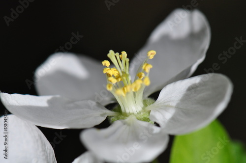 fleur de pommier