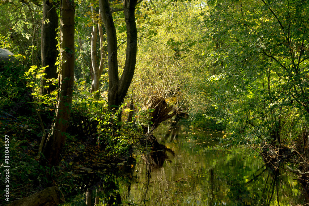 Fototapeta premium autumns forest on a swamp and river