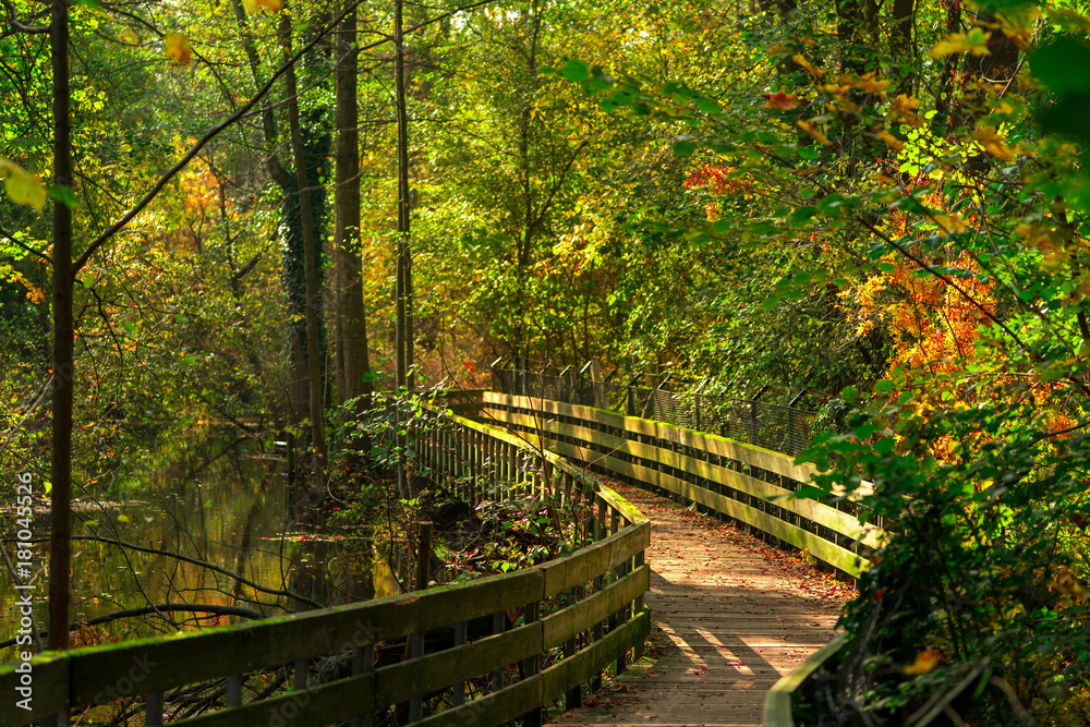 wooden bridge in swamps in autumn