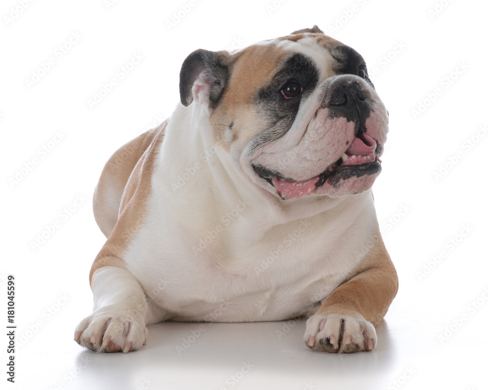 female english bulldog