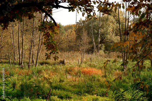 autumn forest and meadow on a sunny day