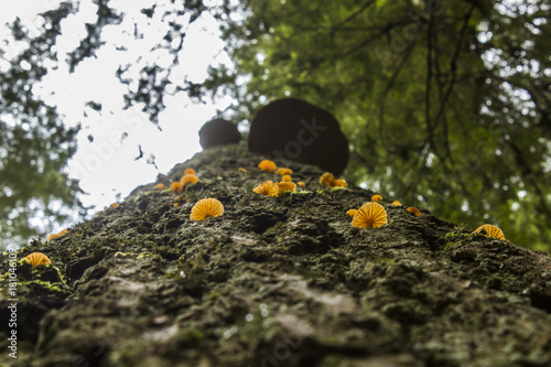 Mushrooms up a tree