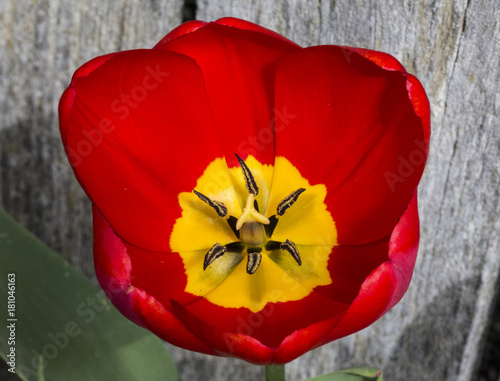Red Tulip