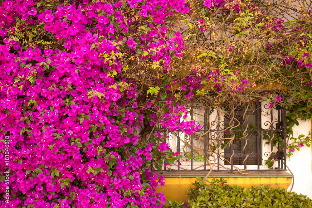 Window. Beautiful pink flowers and window. Puerto Banus, Marbella, Andalusia, Spain. Window. Beautiful pink flowers and window. Puerto Banus, Marbella, Andalusia, Spain.