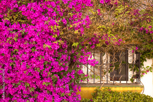 Window. Beautiful pink flowers and window. Puerto Banus, Marbella, Andalusia, Spain.