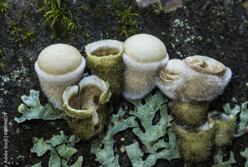 Birds Nest Fungus