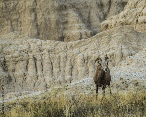 Big Horn Sheep