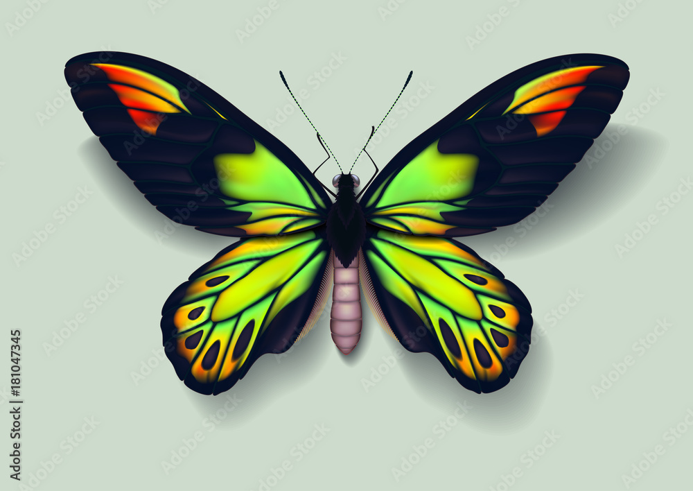 Realistic picture butterfly Ornithoptera victoriae on green background casting off a shadow