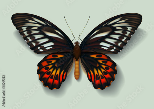 Realistic picture butterfly Ornithoptera priamus on green background casting off a shadow