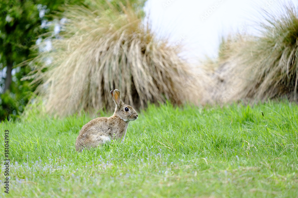 Fototapeta premium 野ウサギ（ニュージーランド・テカポにて）