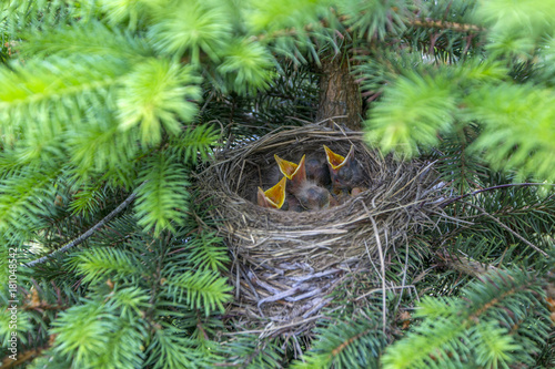 Baby birds in nest with mouths open. Turdus pilaris. The nest of the catbird in nature. A green filter. photo