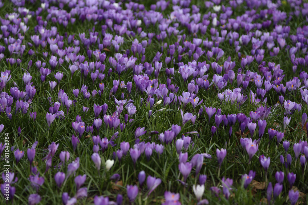 krokuse auf einer wiese im frühling