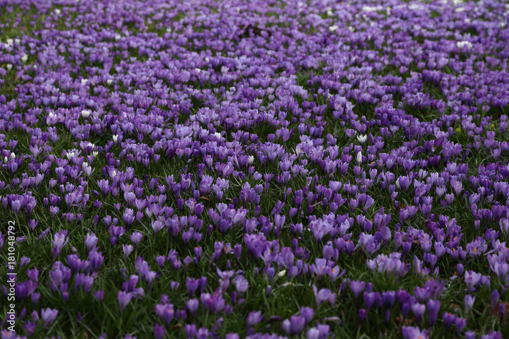krokuse auf einer wiese im frühling krokuse auf einer wiese im frühling