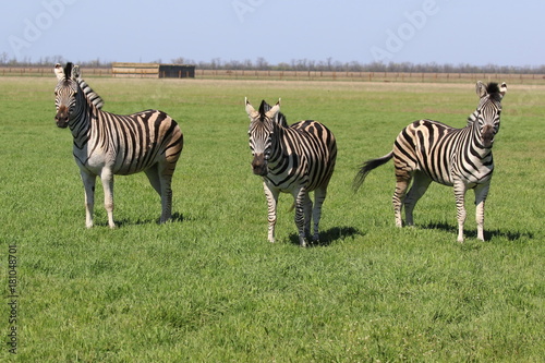Three Zebras standing in the grass in the spring steppe covered by grass and flowers in the nature reserve Askania-Nova. Ukraine. 2017.