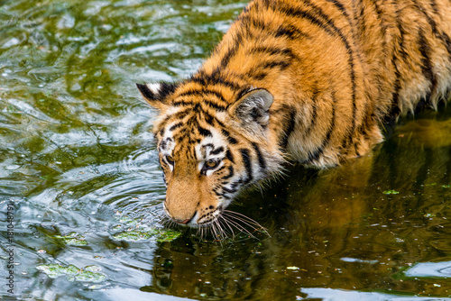 tiger walking in river water. Tiger wildlife scene