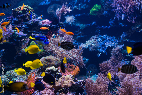 Fototapeta Naklejka Na Ścianę i Meble -   tropical Fish. Underwater world landscape
