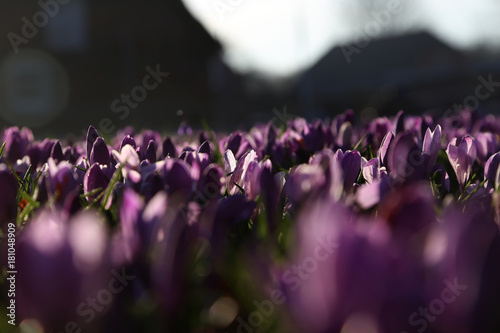 krokuse auf einer wiese im frühling photo