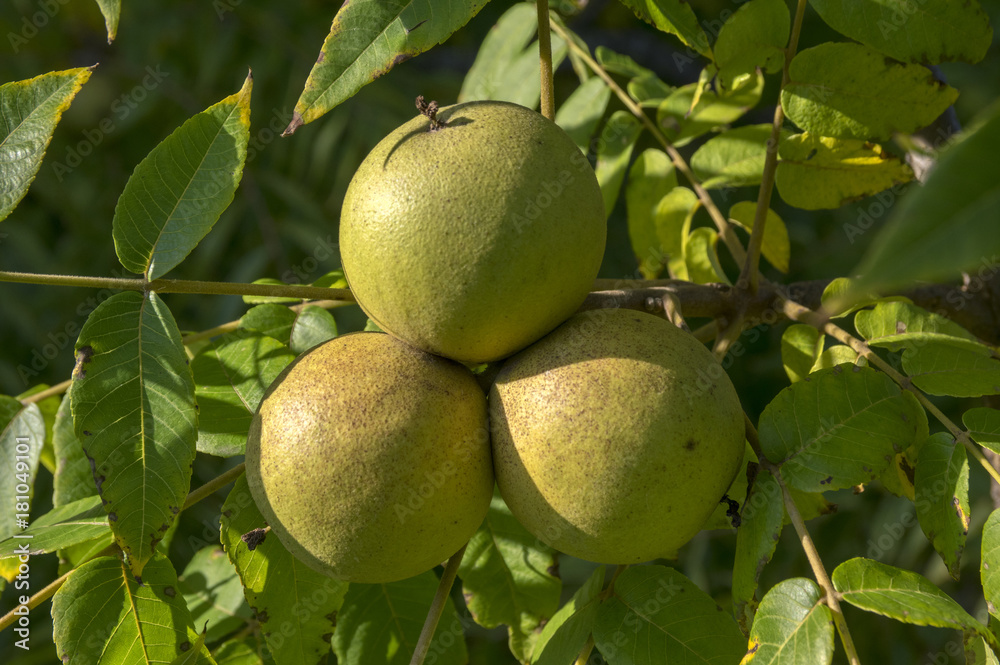 Juglans nigra green unripened nuts on branches Juglans nigra green unripened nuts on branches