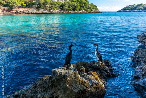 Cormorants in relax after fishing on the rocks. Coast of Majorca