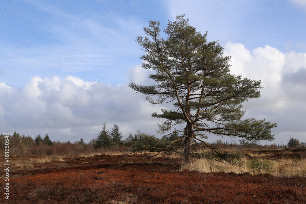 ein moor mit baum in deutschland bei sonnenschein ein moor mit baum in deutschland bei sonnenschein