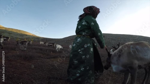 reindeer in a nature of Northern Mongolia