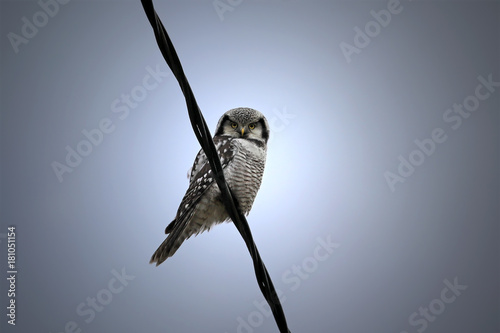 Northern Hawk-Owl, Surnia ulula