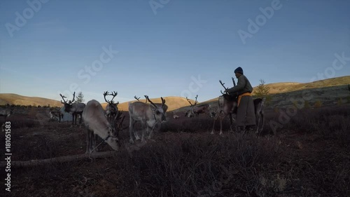 tsaatan man with his reindeer in a nature of Northern Mongolia
