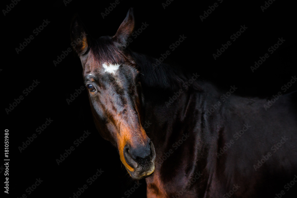 Obraz portrety koni na czarnym tle bez amunicji