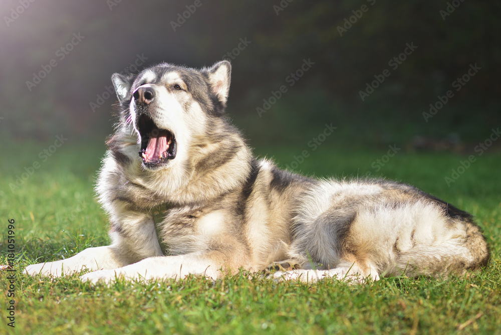 Dog Alaskan Malamute on a sunny day lies on the green grass and yawns. Dog Alaskan Malamute on a sunny day lies on the green grass and yawns.