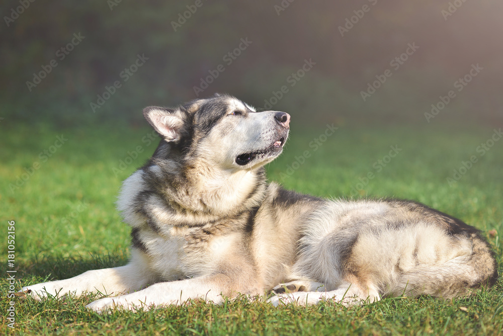 Dog Alaskan Malamute lies on the green grass and basks on the sun. Dog Alaskan Malamute lies on the green grass and basks on the sun.
