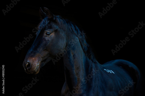 portraits of horses on a black background without ammunition © Даяна Куценко