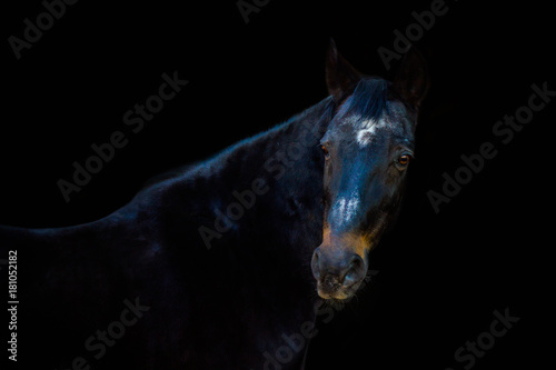 portraits of horses on a black background without ammunition
