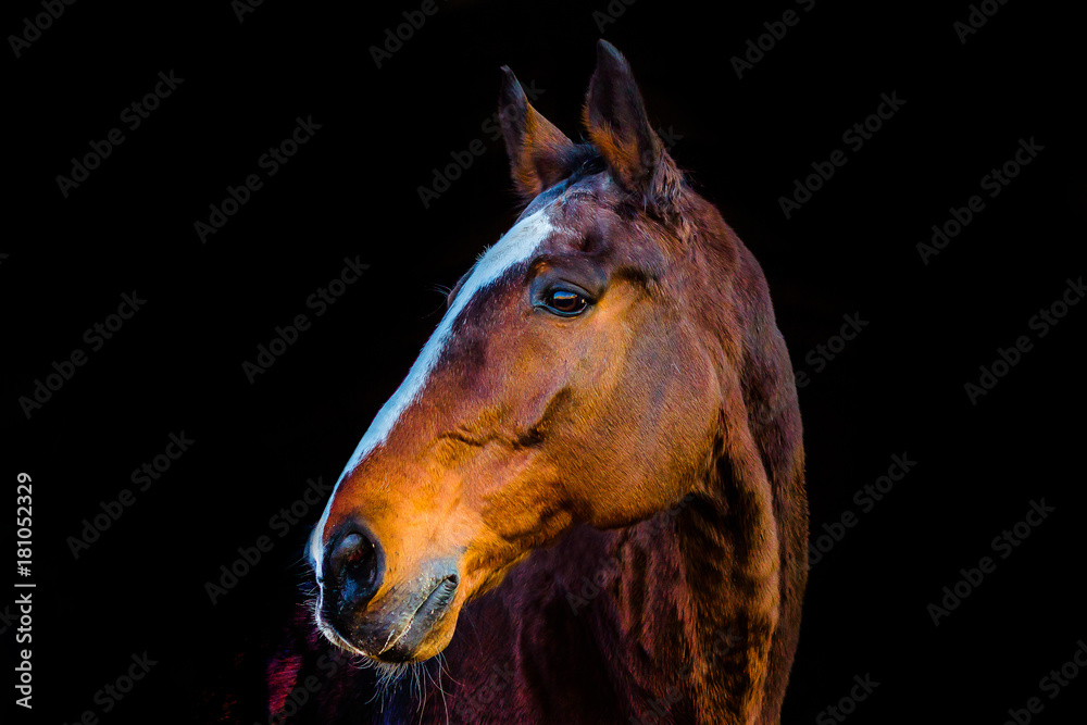 Obraz premium portraits of horses on a black background without ammunition