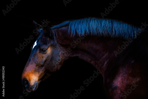 portraits of horses on a black background without ammunition