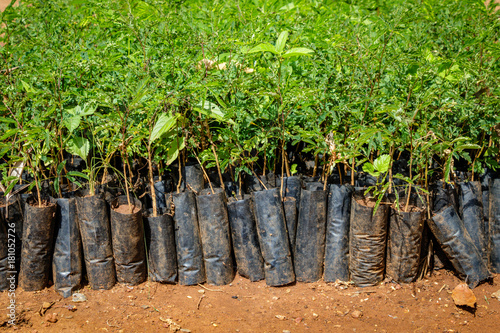 Tree planting Uganda, close up of many small seedlings growing in African soil with plastic protection