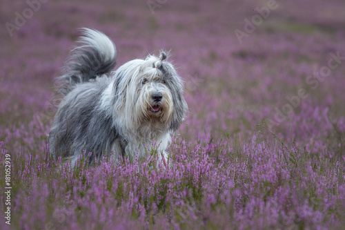 Bobtail  in der  Heide photo