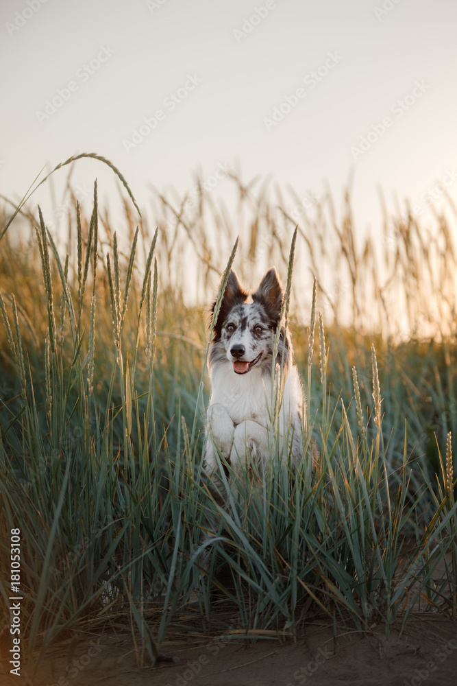 Dog border collie in a field Dog border collie in a field