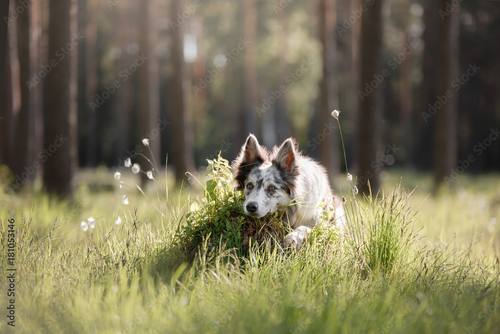Fototapeta premium Dog border collie on a walk in the woods