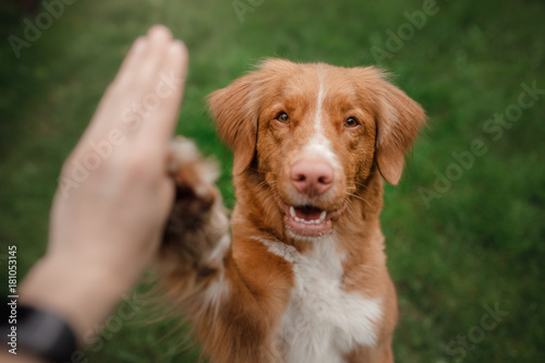Fototapeta Naklejka Na Ścianę i Meble -  Dog Nova Scotia duck tolling Retriever sitting on the grass