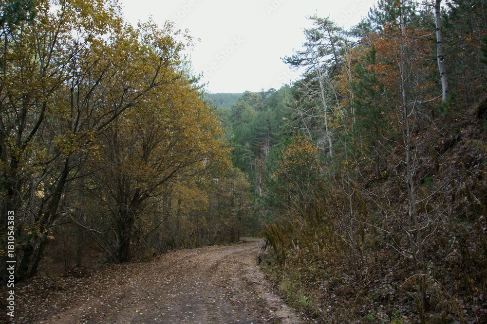 Empty forest road in autumn season Empty forest road in autumn season
