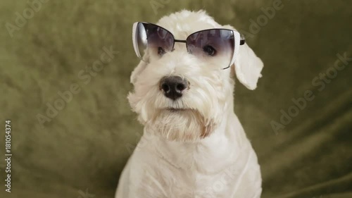 charming white dog terrier photo