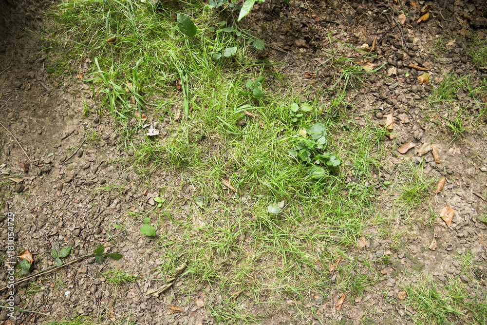 Waldboden mit Platz für Text/Typo Waldboden mit Platz für Text/Typo