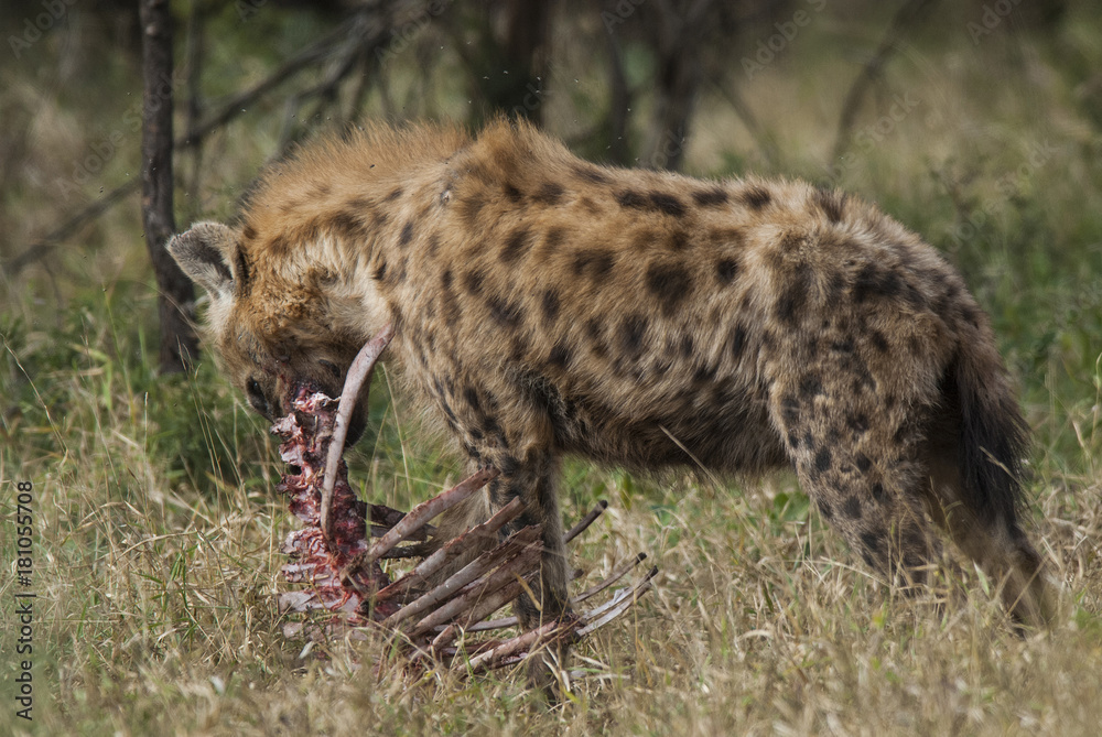 Hyena South Africa Hyena South Africa
