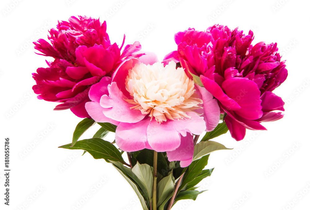 peony flower isolated peony flower isolated