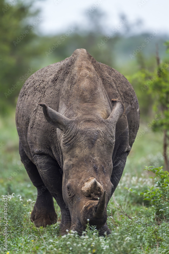 Fototapeta premium Southern white rhinoceros in Kruger National park, South Africa
