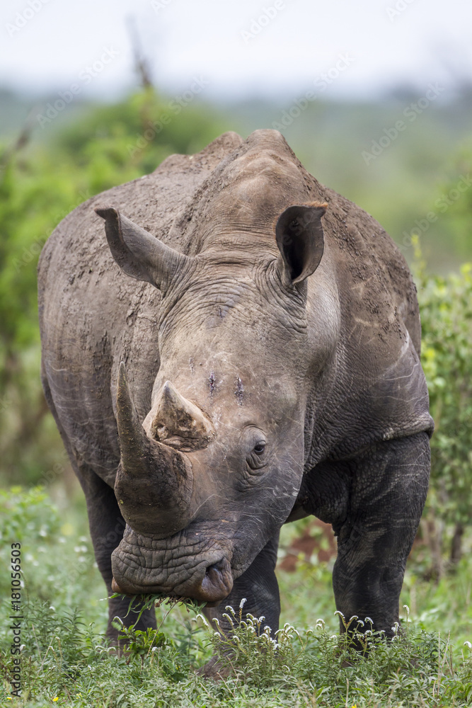Fototapeta premium Southern white rhinoceros in Kruger National park, South Africa