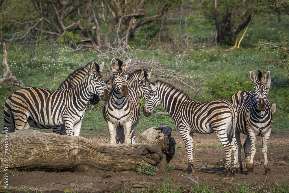 Plains zebra in Kruger National park, South Africa Plains zebra in Kruger National park, South Africa