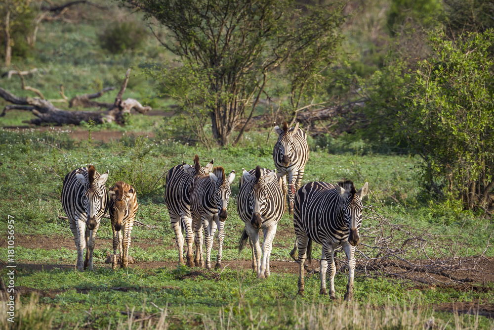 Fototapeta premium Plains zebra in Kruger National park, South Africa