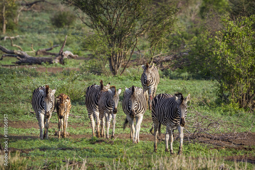 Plains zebra in Kruger National park  South Africa